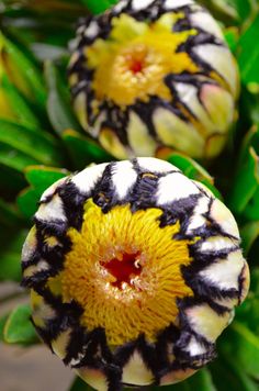 two yellow and black flowers with green leaves