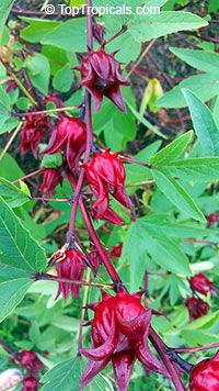 some red flowers and green leaves on a tree