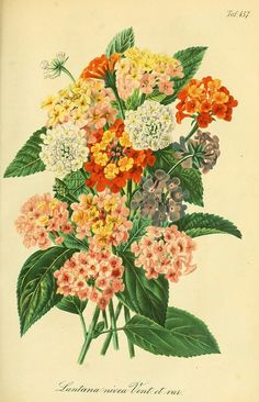 an antique print of colorful flowers with green leaves and red, white, yellow, orange, and pink blooms