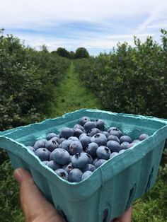 a person holding up a blueberries container in an orchard