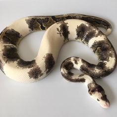 a large white and brown snake laying on top of a table