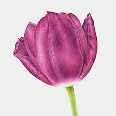 Purple Tulips, Painted Flowers, Flower Art Painting, Art Tutorial, Watercolor Paper, Flower Painting, Fine Art Print