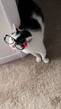 a black and white cat wearing glasses looking at itself in front of the door frame