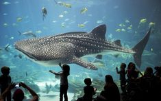 people are looking at a whale in an aquarium with many fish around it and the words top 10