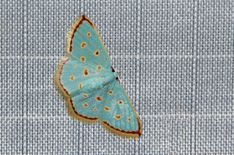 a small blue butterfly sitting on top of a table