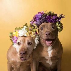 two brown dogs wearing flowers on their heads sitting next to each other in front of a yellow wall