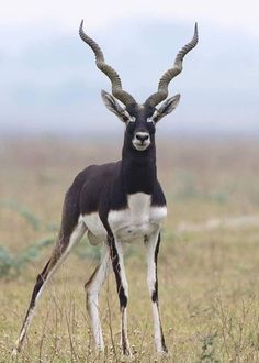 an antelope standing in the middle of a field