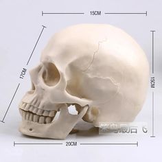 a white human skull is shown with measurements