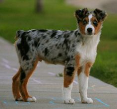 a brown and white dog standing on top of a sidewalk