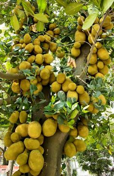 a tree filled with lots of green fruit hanging from it's branches and leaves