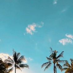 palm trees against a blue sky with clouds