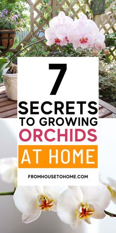 Orchid Care: 7 Surprising Things You Didn't Know About Growing Phalaenopsis orchids Orchid Repotting, Orchid Roots