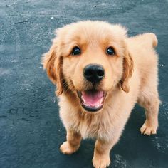 a close up of a dog with its mouth open