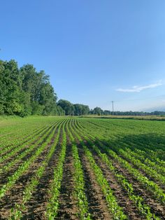 an open field with trees in the background