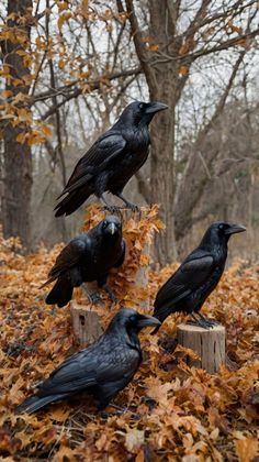 four black crows sitting on top of wooden posts in the woods with leaves all around them