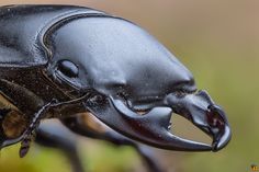 a close up of a beetle with it's mouth open