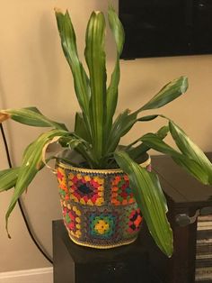 a potted plant sitting on top of a table