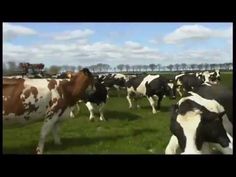 a herd of cows standing on top of a lush green field next to each other