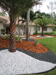 a palm tree in front of a house with gravel and grass on the ground next to it