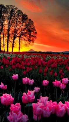 a field full of pink tulips with trees in the background at sunset or dawn