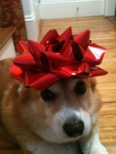 a dog with a red bow on its head