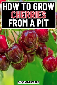 cherries growing on a tree with the title how to grow cherries from a pit