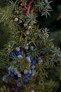 some blue berries are growing on a tree