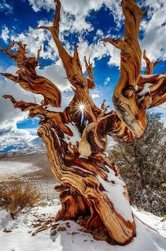 the sun shines through the clouds above a tree stump in the snow covered ground