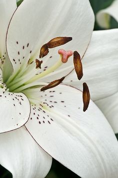 a close up view of a white flower with brown stamens and red stamen