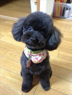 a black poodle sitting on top of a hard wood floor