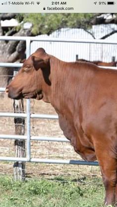 a brown cow standing next to a metal fence