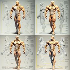 four different views of the human body with muscles and tendors labeled in yellow text