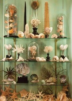 a shelf filled with lots of different types of sea shells and corals on top of glass shelves