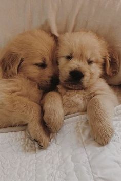 two puppies cuddle together on a bed