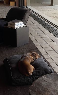 a brown dog laying on top of a black pillow next to a chair and window