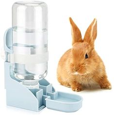 a small brown rabbit next to a water dispenser and an orange bunny