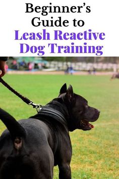 a black dog on a leash with the title beginner's guide to leash reactive dog training