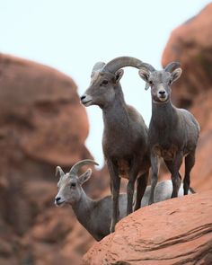 two mountain goats standing on top of a rock