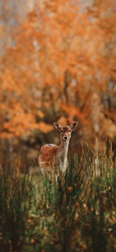 a deer standing in the middle of tall grass