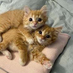 two orange kittens laying on top of a pink blanket