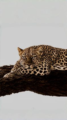 a leopard laying on top of a tree branch