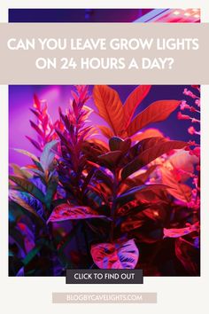 the words can you leave grow lights on 24 hours a day? click to find out