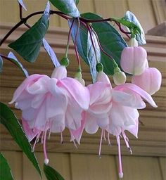 pink and white flowers hanging from a branch with the words good morning written on it