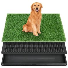 a golden retriever sitting on top of a green mat