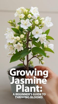 Avoid the most common mistakes when growing jasmine. Discover practical tips to help beginners succeed in nurturing a healthy and fragrant plant.