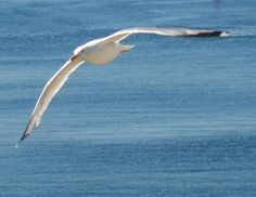 a seagull flying over the ocean on a sunny day