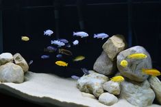 an aquarium filled with lots of different types of fish and rocks in front of it