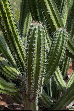 a large green cactus plant in the desert