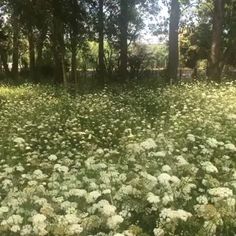 a field full of white flowers and trees