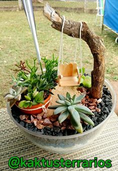 a potted plant sitting on top of a wooden table next to a tree branch